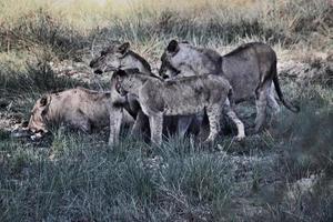 A view of a Lion in Kenya photo