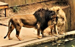 un primer plano de un león africano foto