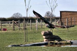 A view of a Bald Eagle in flight photo