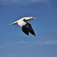 A view of a Gannet at Bempton Cliffs photo