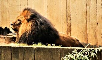 un primer plano de un león africano foto