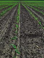 plántulas de maíz en la temporada cuando llueve. los agricultores han plantado. foto