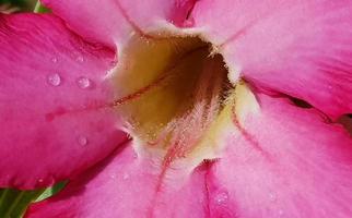 Beautiful close up of pink flower Pink allamanda or Allamanda blanchetii A.DC, or Apocynaceae with drops of fresh dew in the morning photo