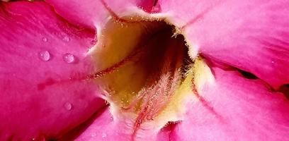 Beautiful close up of pink flower Pink allamanda or Allamanda blanchetii A.DC, or Apocynaceae with drops of fresh dew in the morning photo