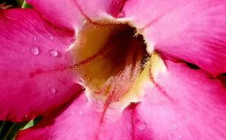 Beautiful close up of pink flower Pink allamanda or Allamanda blanchetii A.DC, or Apocynaceae with drops of fresh dew in the morning photo