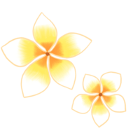 frangipanibloem, leelawadee, plumeria, bloem png
