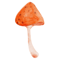 Hand drawn botanical mushroom illustration png