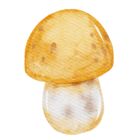 Hand drawn botanical mushroom illustration png