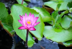 Pink blooming beautiful lotus flower photo