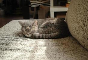 Cute tabby cat relax indoor photo