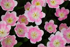 Pink blooming beautiful flowers pattern photo