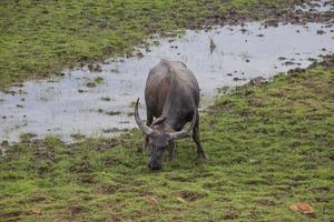 thale noi, phatthalung, tailandia foto