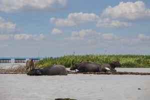 thale noi, phatthalung, tailandia foto