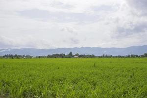 campos verdes con crestas foto