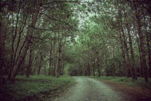 camino en el bosque de pinos foto