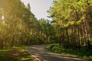 Road in the  Pine forest photo