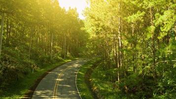 camino en el bosque de pinos foto