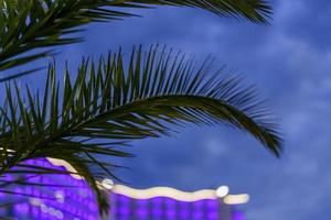 Natural background with green palm leaves against the sky photo