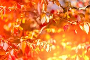 Bright glowing orange background with autumn leaves photo