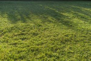 Natural textured green background of fresh grass photo