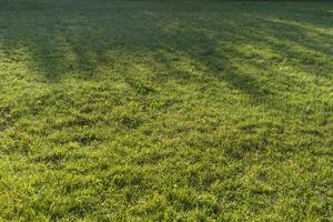 Natural textured green background of fresh grass photo