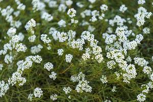 flores blancas marinas de alyssum en un lecho de flores foto