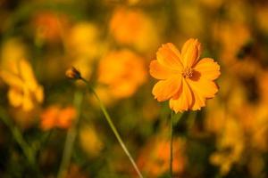 Beautiful Cosmos flowers. photo