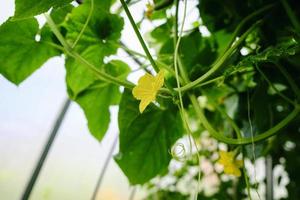 zarcillos de flores y frutos de pepinos que crecen en un invernadero foto