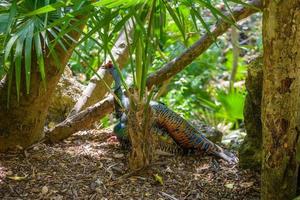 Female of indian peafowl in tropical jungle forest, Playa del Carmen, Riviera Maya, Yu atan, Mexico photo