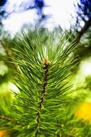 Colorful fresh green young pine branch close-up photo