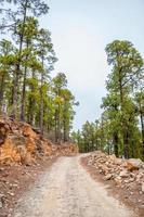 camino a lo largo de los pinos canarios en el parque natural corona forestal, te foto