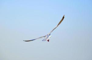 The great flight of glaucous-winged gull seagull with a prostrated wings in a blue sky on a sunny day back view photo