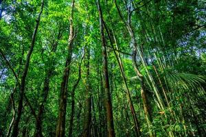 Trees in jungle forest, Khlong Phanom National Park, Kapong, Pha photo