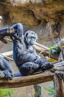 Chimpanzees, chim monkeys in Loro Parque, Tenerife, Canary Islan photo
