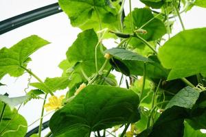 Flowers tendrils and fruits of cucumbers growing in a greenhouse photo