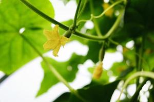 zarcillos de flores y frutos de pepinos que crecen en un invernadero foto