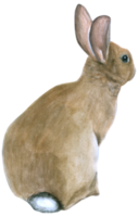 Rabbit Easter animal watercolor png