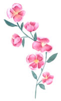 Wildflower aquarel, mooie bloem aquarel element png