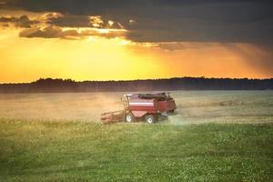 modern heavy harvester removes the ripe wheat bread in field before the storm. Seasonal agricultural work photo