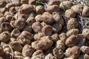 many balls of moose or deer dung on dry grass photo