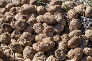 muchas bolas de estiércol de alce o ciervo sobre hierba seca foto