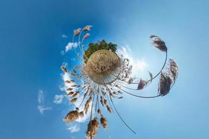 Little planet transformation with curvature of space. Spherical aerial 360 view panorama on the shore of lake with thickets of reeds in sunny summer photo