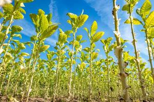 plantación de campo de tabaco bajo un cielo azul con grandes hojas verdes foto