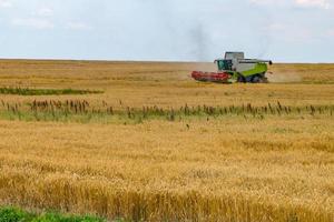 la cosechadora pesada moderna elimina el pan de trigo maduro en el campo. trabajo agrícola estacional foto