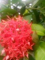 ixora china, fondos de pantalla, flor hermosa, belleza natural foto