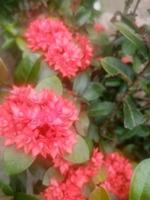 Chinese ixora, wallpaper, nice flower beauty nature,  beautiful flower photo