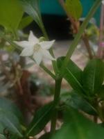 Capsicum flower,  wallpaper,  beautiful flower,  beauty natural photo