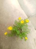 portulaca grandiflora, fondos de pantalla, flor hermosa, naturaleza de belleza foto