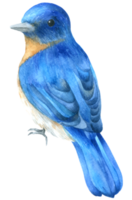 pintura à mão em aquarela de pássaro azul
