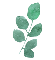 Leaf foliage watercolor png